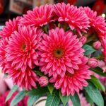 Krizantém csokor egy virágpiacon, élénk rózsaszín virágokkal.