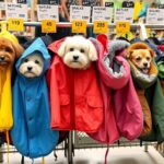 Kutyák különböző esőkabátokban egy boltban.