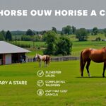 Ló tartás költségek: stabil, állatorvosi ellátás és váratlan kiadások