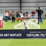 Agility tanfolyam kutyák számára, versenyzés és képzés