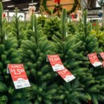 Élő fenyőfák különböző árakon karácsonyi díszítéshez