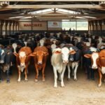 Tehénfarm: gazdák és tehenek a istállóban